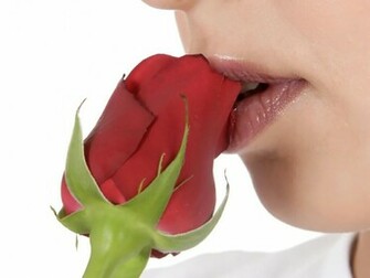 Flowers For Flower Lovers Rose Wallpaper