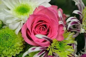 Nice Flowers By George Hodan