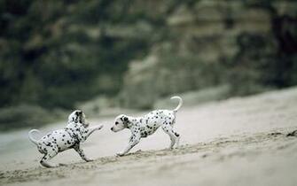 Dalmatian Wallpaper