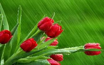 April Showers