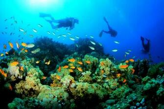 Sports Scuba Diving Wallpaper Background