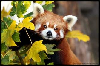 Cute Red Panda Wallpaper Portrait Ii By Af