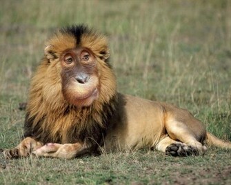 Desktop Background Humor Funny Monkey Lion