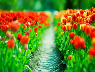 Yellow Tulips With Background And Filesize 96k