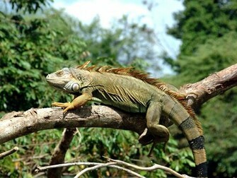 Iguana Wallpaper