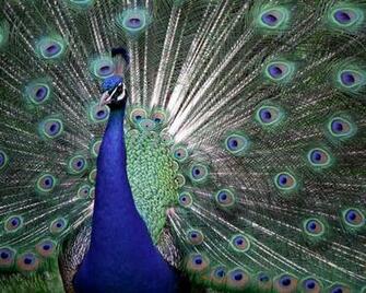 The Colors Of Pride Proud Peacock HD Wallpaper