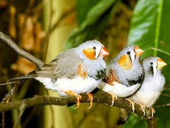 Zebra Finch Wallpaper Animals Town