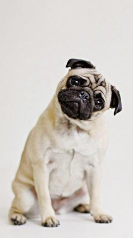 Sweets Wallpaper For The iPhone Pugs Funny Cute