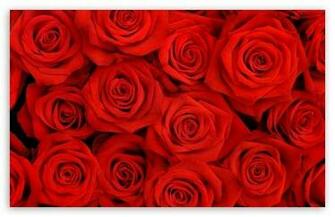 Dual Screen Wallpaper Red Roses HD For Standard