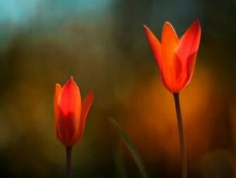 Fire Flowers HD Wallpaper