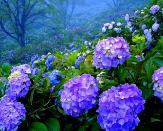 Beautiful Hydrangea Garden HD Wallpaper