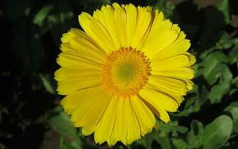 Gerbera Flower Wallpaper Wide Pc Android iPhone And iPad