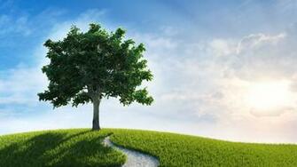 Wonderful HD Oak Tree Wallpaper HDwallsource