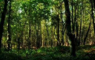 Image Forests Wallpaper Forest Nature