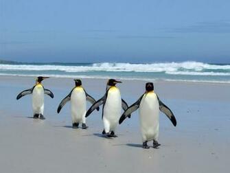 King Penguins Wallpaper HD