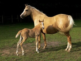 The Horse Wallpaper Category Of HD Western