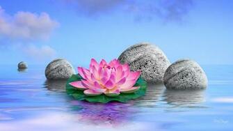 Water Lily Queen Desktop Wallpaper