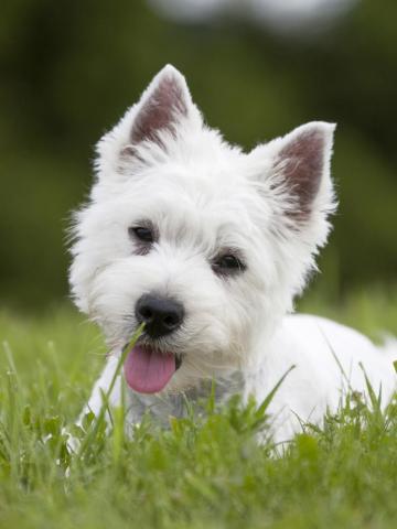 Westie White Grass Green HD Dog Wallpaper