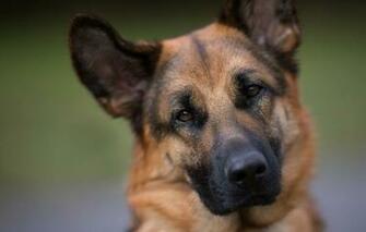 German Shepherd Dog Face Eyes Portrait Wallpaper