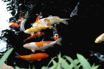Koi Fish 3d Ultra HD For Android