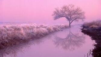 Pink Color Wallpaper High Definition
