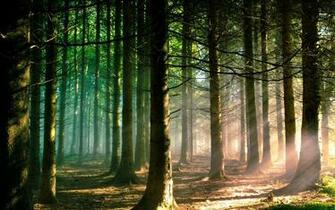 Forest Wallpaper HD Wallpaperask