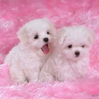 Cute iPad Wallpaper Background HD