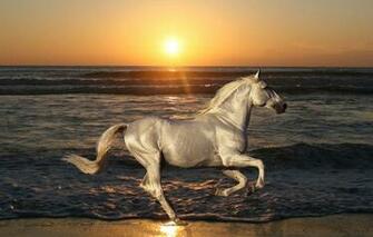 Wallpaper Sand Sea Animals Beach Water The Sun Sunset