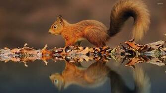 Squirrel Reflected In The Water Wallpaper Animal