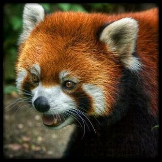 Red Panda Wallpaper Desktop Background