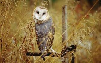 Animal Barn Owl Wallpaper