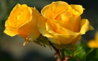 Rose Flower Flowers HDw Eweb4