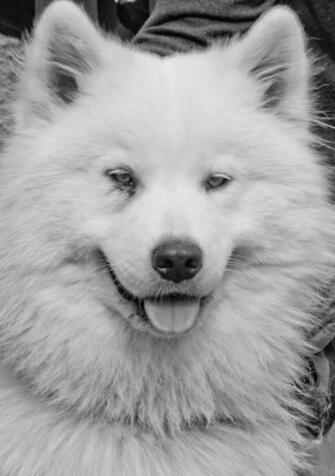 Add Photos Sad Samoyed Puppy In Your HD Walls Find Wallpaper