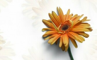 Gerber Daisy Wallpaper