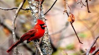 Cardinal Computer Wallpaper Desktop Background Id