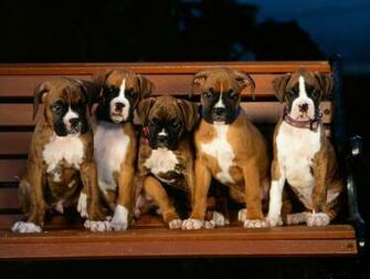Cute Boxer Boxers Wallpaper