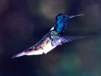 Hummingbird Wallpaper