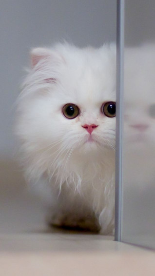 Best Cat iPhone HD Wallpaper