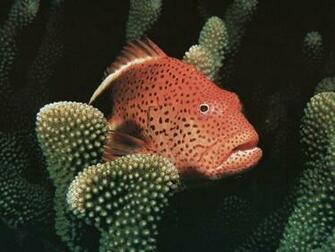 Creatures Wallpaper HD Widescreen Desktop Background