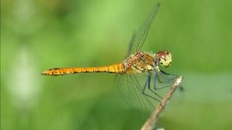 Dragonfly Wallpaper