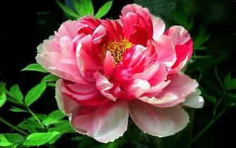 Pics Photos Peony Flower Wallpaper