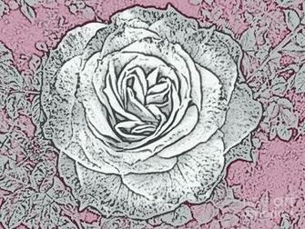 Ritzy Rose With Ink And Pink Background Photograph By