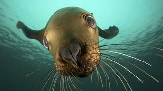 Cgi British Columbia Sea Lions Underwater Wallpaper