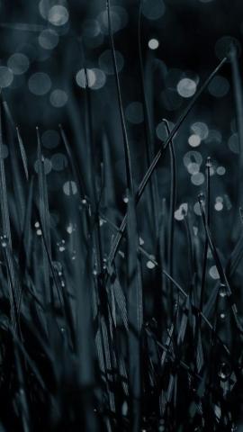 HD Wallpaper From Above Link Dew Lawn Grass