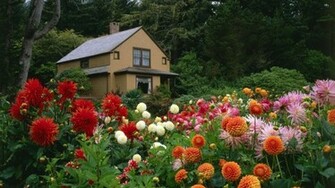 Beautiful Dahlia Garden Next To The House Wallpaper
