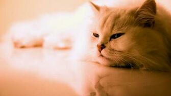 Cat Wallpaper