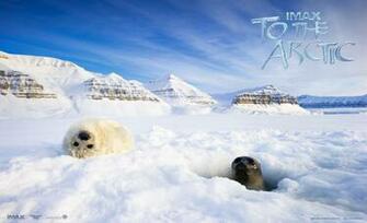Computer Desktop Background Arctic Cachedarctic Wallpaper Whales