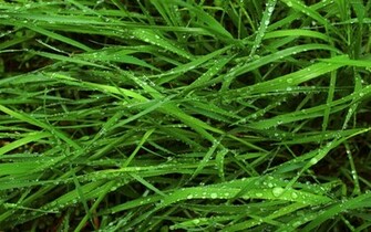 Apple Grass Wallpaper