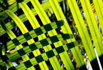 Wallpaper Palm Leaf Desktop Nature Goodwp