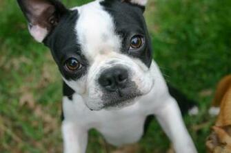 Boston Terrier Puppies HD Desktop Wallpaper 4k